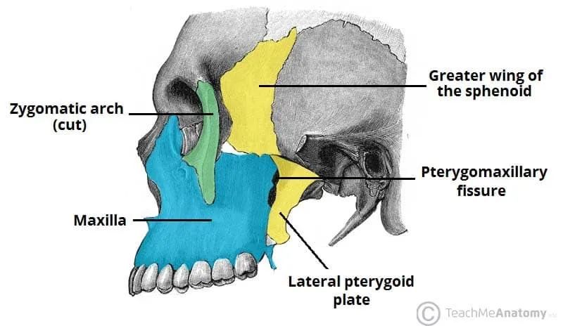 Temporal and Infratemporal Regions Bones