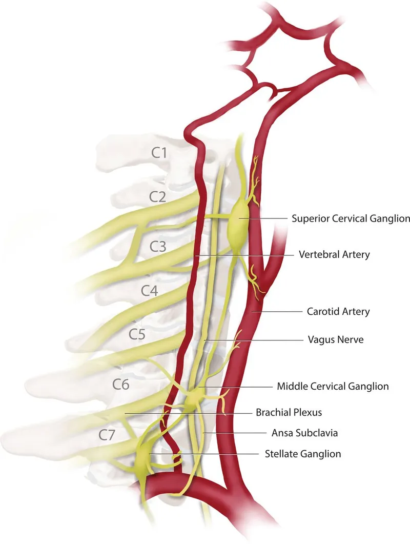 Cervical sympathetic chain and related structures