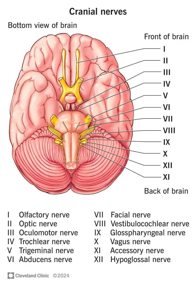 Cranial Nerves: Bottom View of Brain