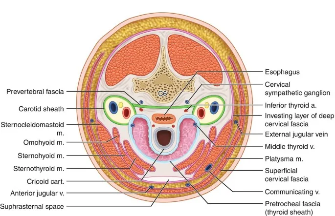 Cross-section of neck at C6 showing deep structures