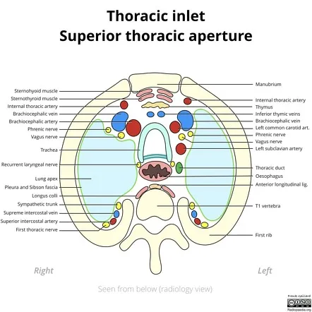 Thoracic Inlet: Superior View of Neurovascular Structures
