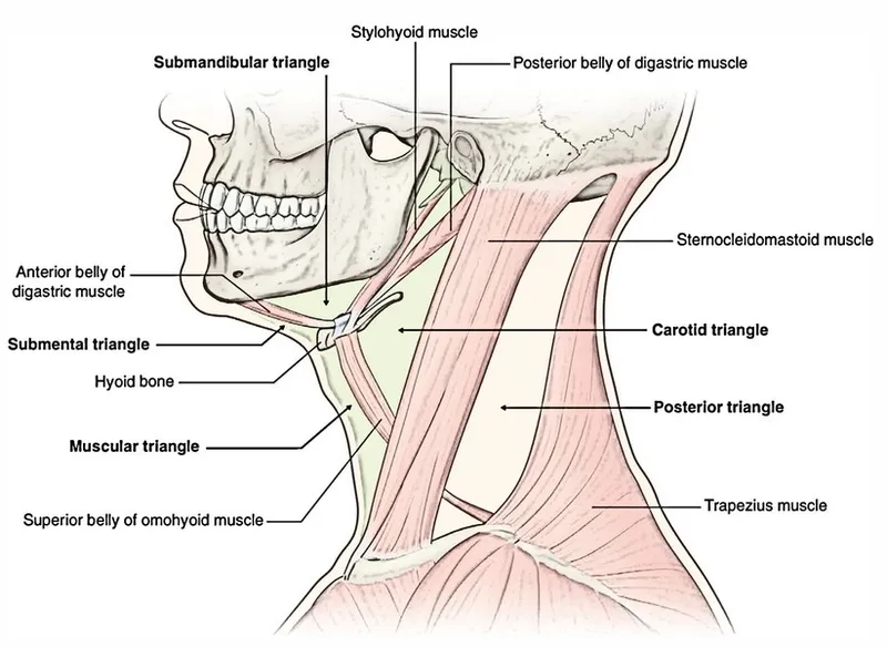 Anatomical triangles of the neck with muscles and bones