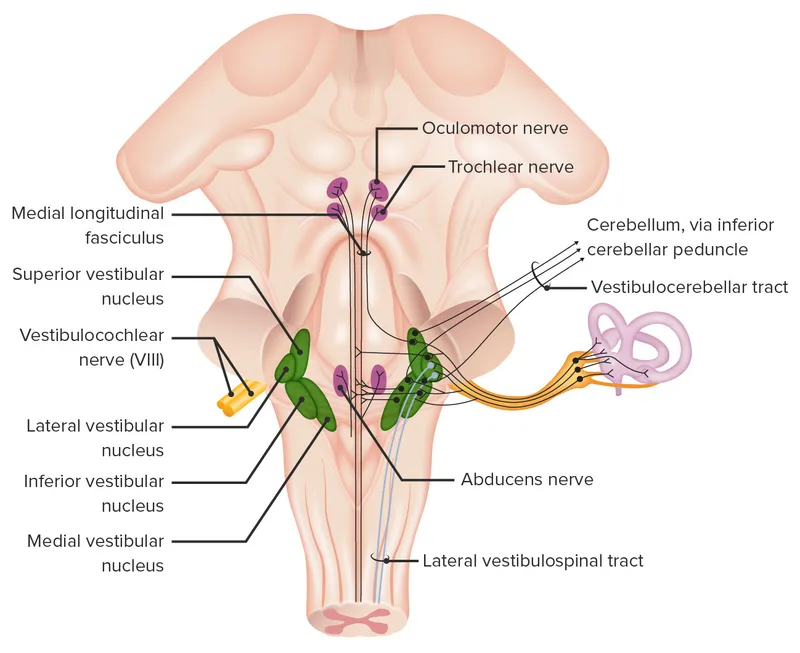 Vestibular pathways in the brainstem