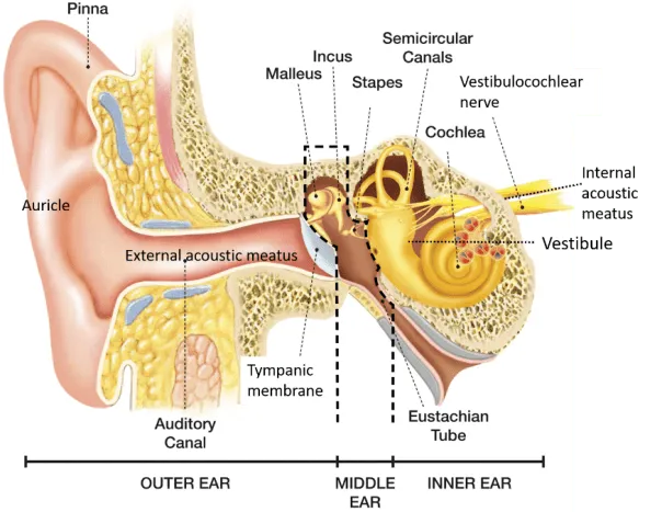 Anatomy of the Human Ear