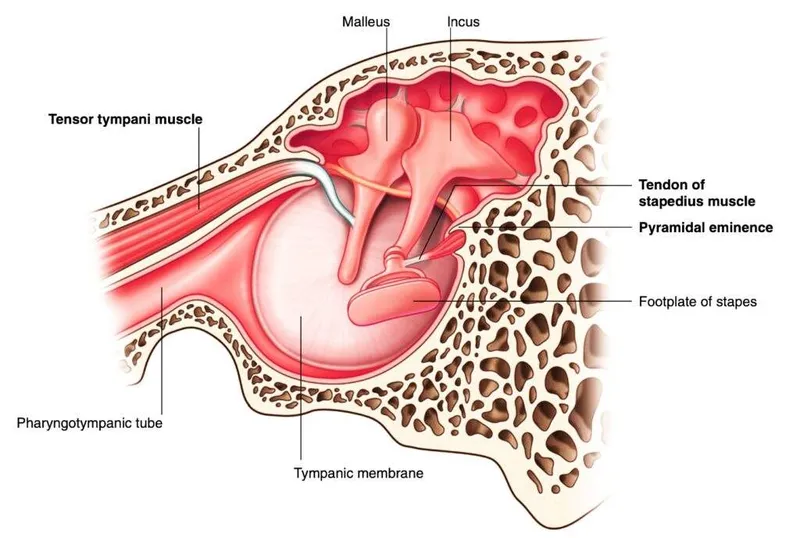 Middle Ear Ossicles and Associated Muscles