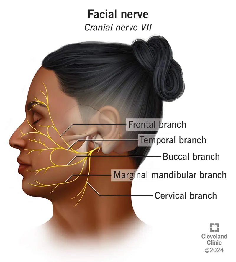 Facial Nerve Branches