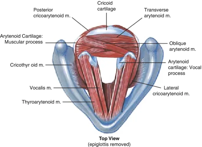 Superior view of intrinsic laryngeal muscles