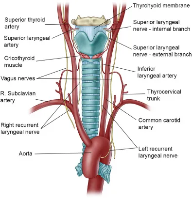 Laryngeal Nerves and Blood Supply