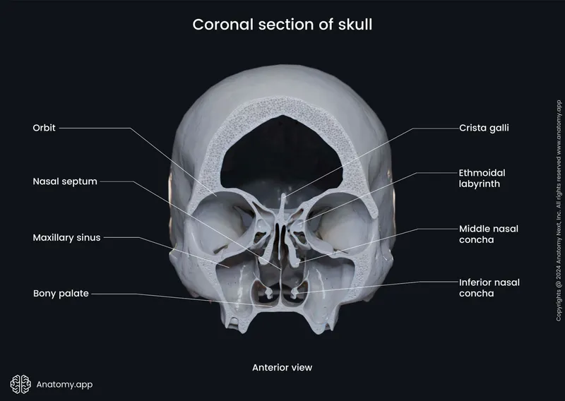 Coronal view of skull: Nasal cavity and paranasal sinuses