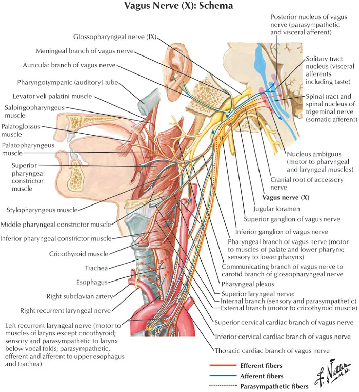 Vagus Nerve (X) Schema