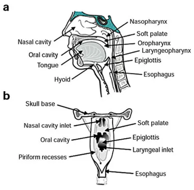 Sagittal and coronal views of pharynx and oral cavity