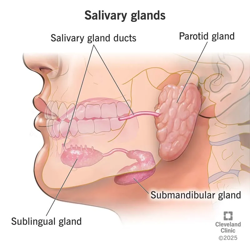 Major Salivary Glands and Ducts