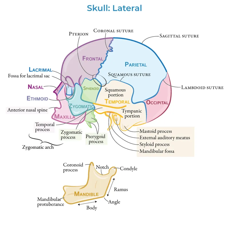 Lateral view of skull bones and mandible