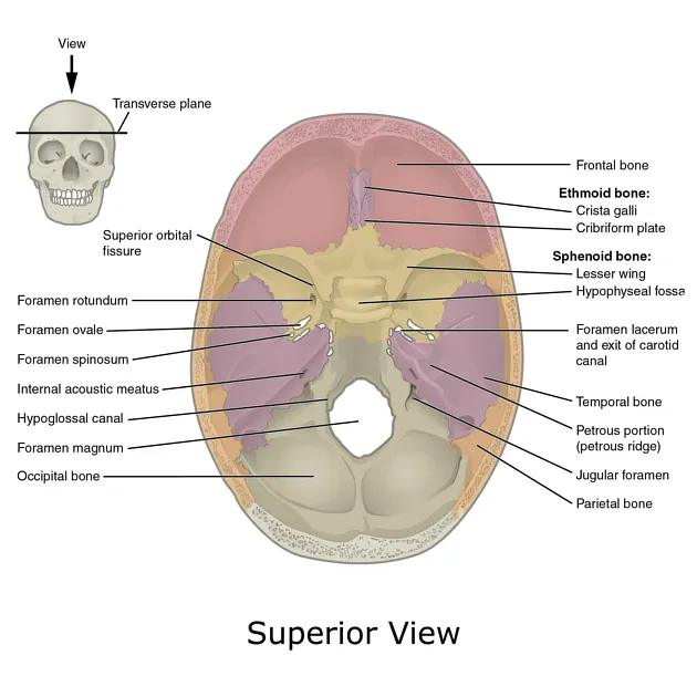 Superior view of cranial fossae with foramina labeled