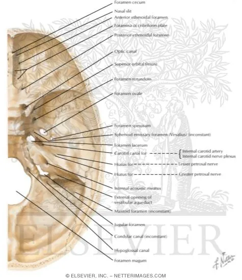 Superior view of cranial base foramina and contents