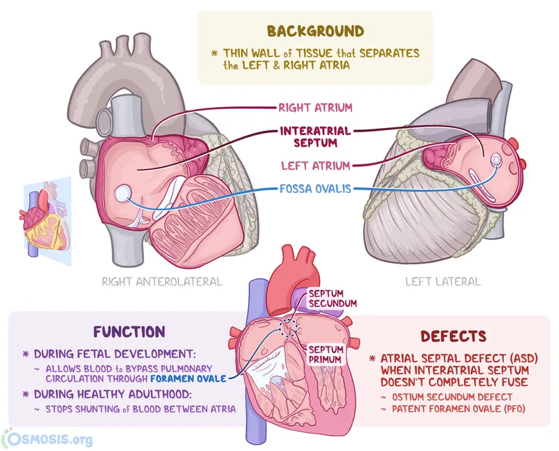 Interatrial Septum: Anatomy, Function, and Defects