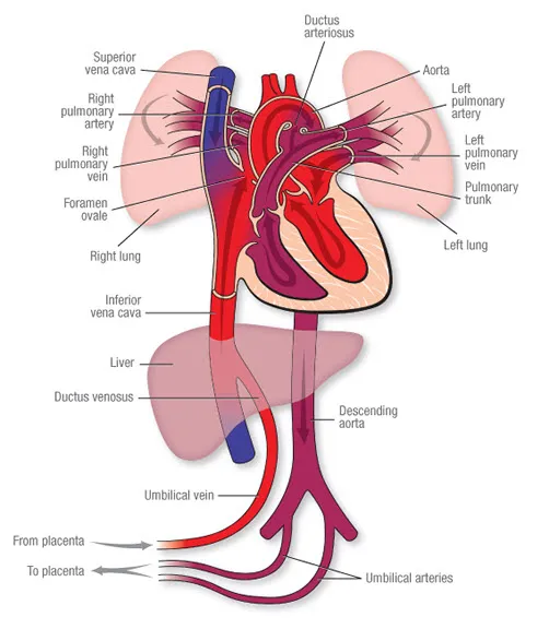 Fetal Heart Circulation with Foramen Ovale