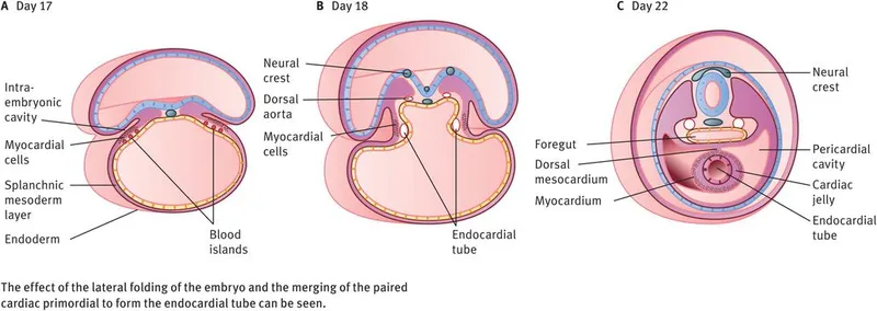 Embryonic folding and endocardial tube formation