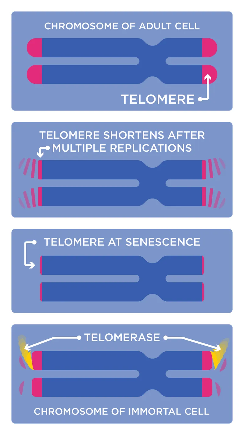 Telomere Shortening and Telomerase Activity