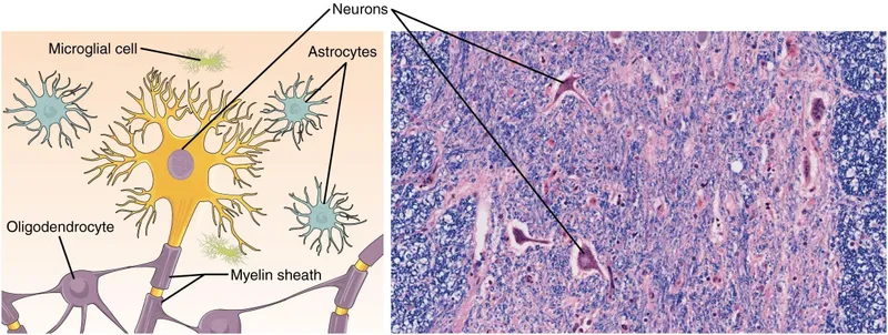 Nervous tissue histology: neuron and glial cells
