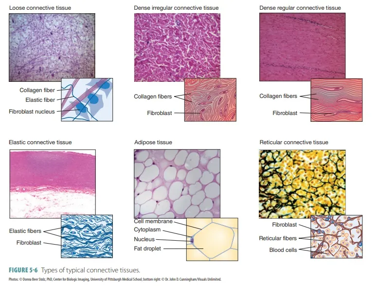 Types of typical connective tissues