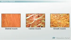Skeletal, Cardiac, and Smooth Muscle Histology