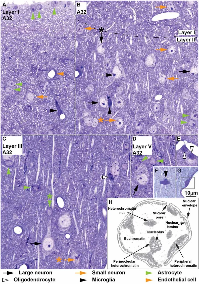 Histology of neurons and glial cells in cerebral cortex