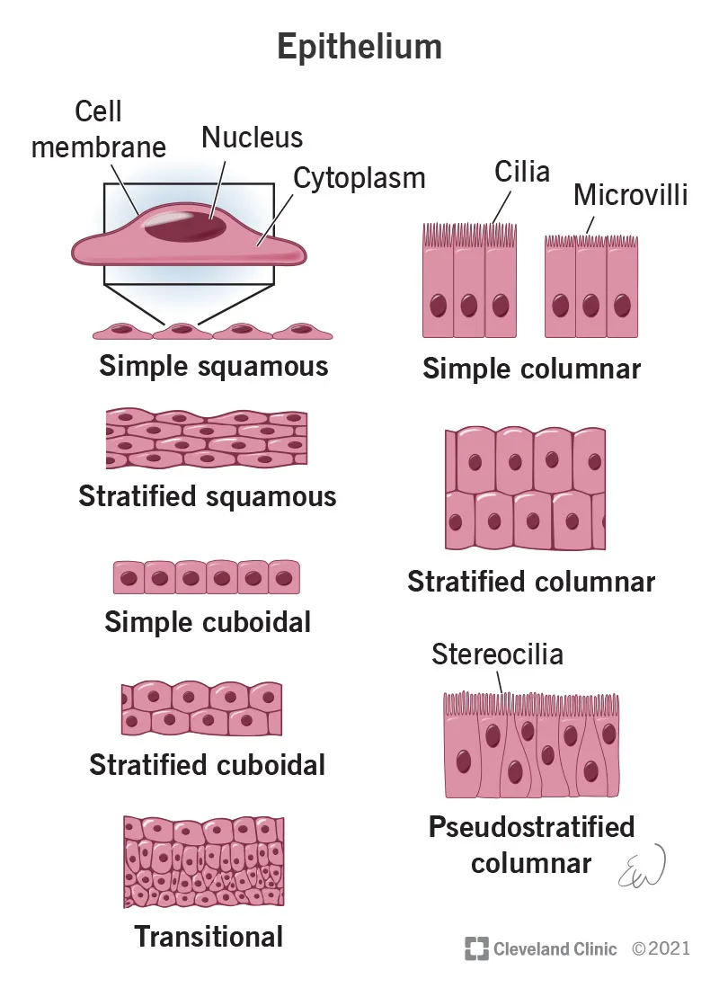 Epithelial Tissue Types and Cell Structures
