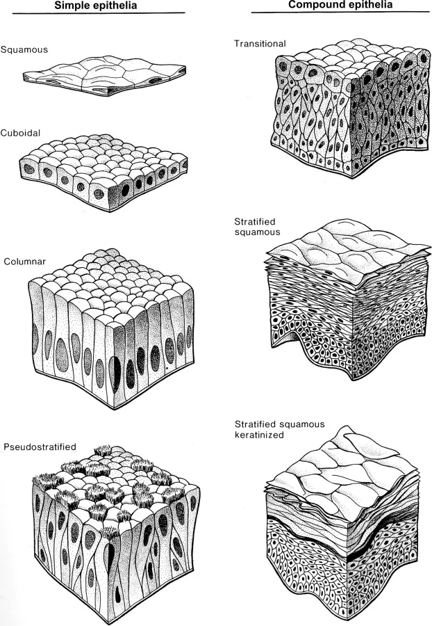 Epithelial Tissue Types