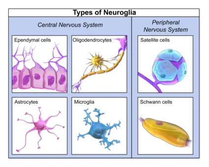Types of Neuroglia in CNS and PNS