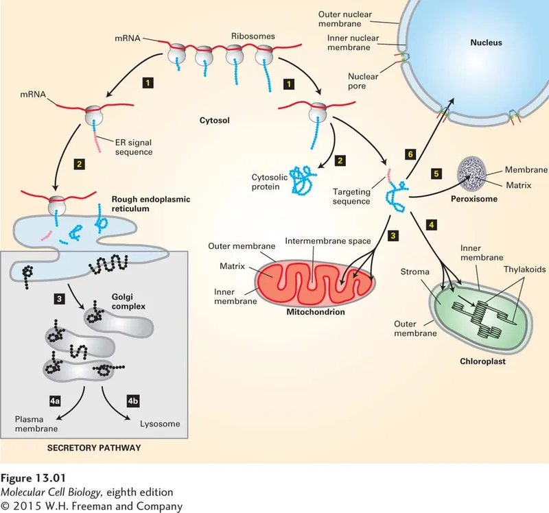 Protein synthesis and targeting to organelles