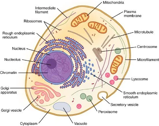Animal Cell Anatomy Diagram