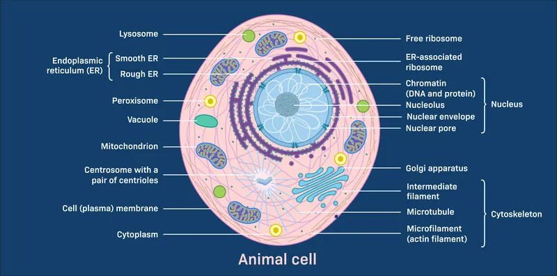 Animal Cell Diagram with Organelles Labeled