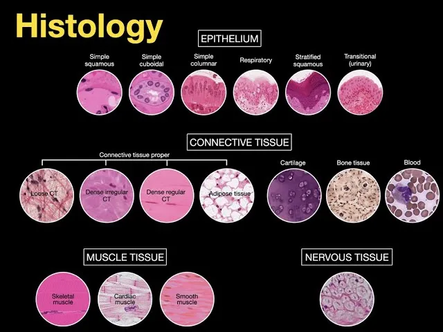 Histology: Epithelial, Connective, Muscle, Nervous Tissue