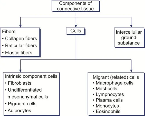 Components of Connective Tissue Diagram