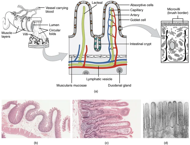 Small intestine villi and microvilli structure