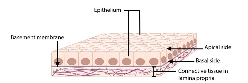 Epithelial tissue structure
