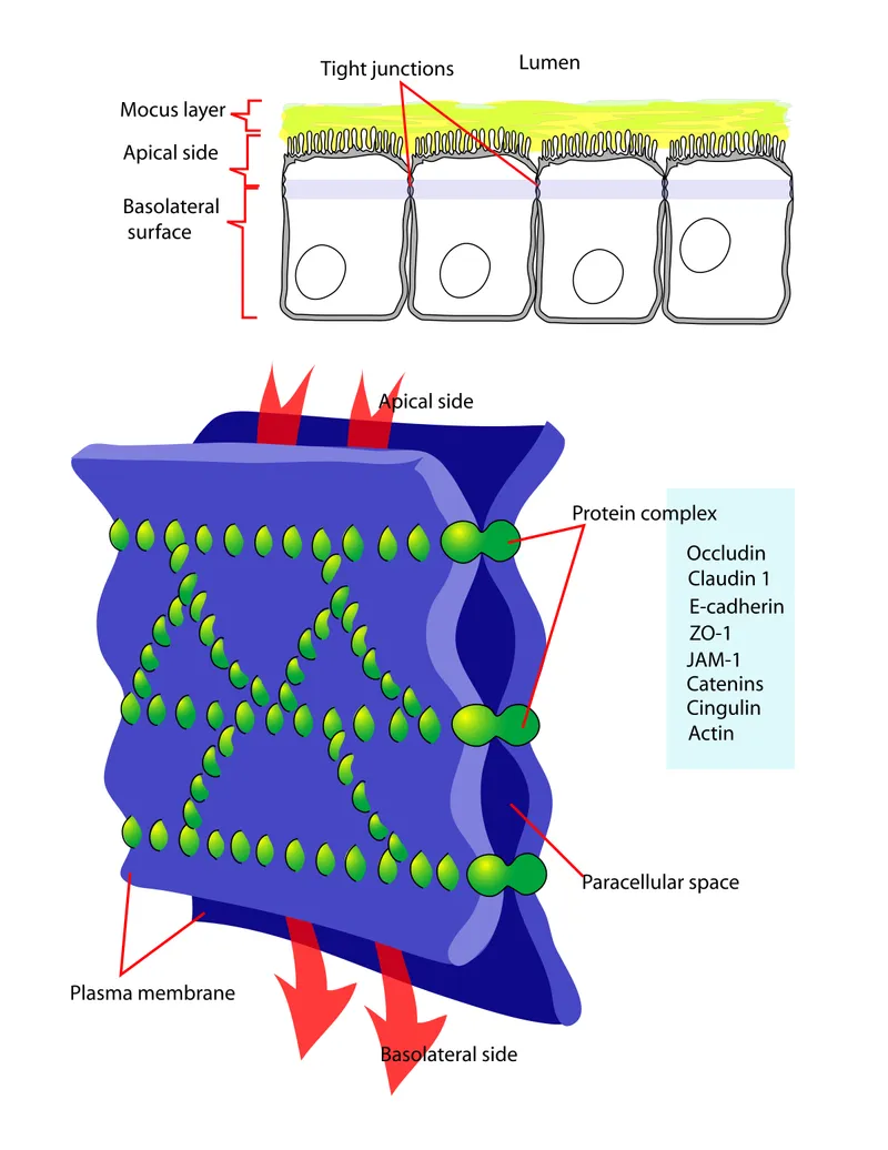 Ultrastructure of Tight Junction in Epithelial Cells