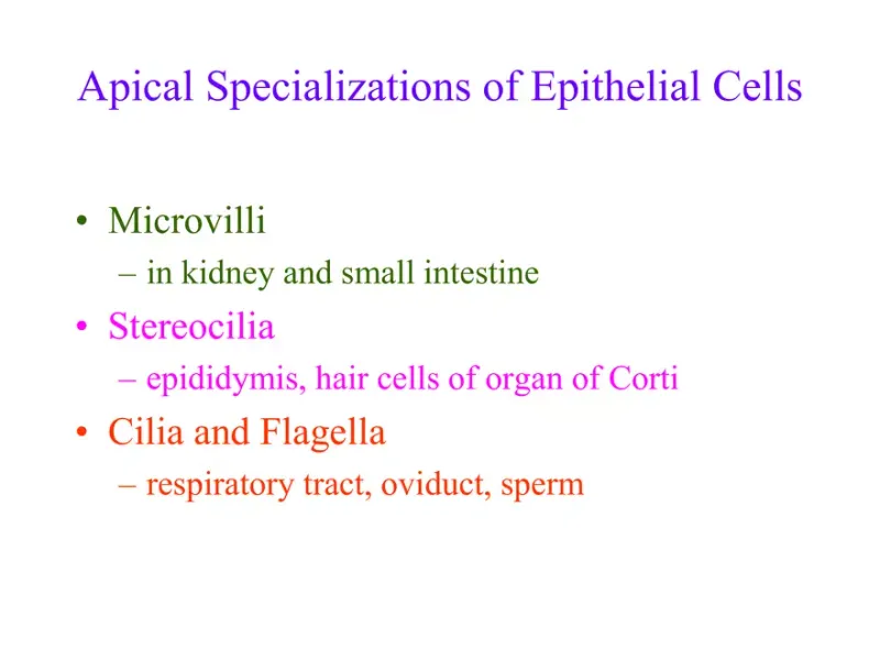 Apical Specializations of Epithelial Cells