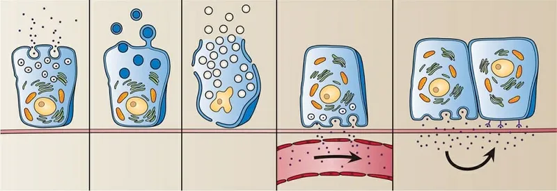 Glandular Secretion Mechanisms