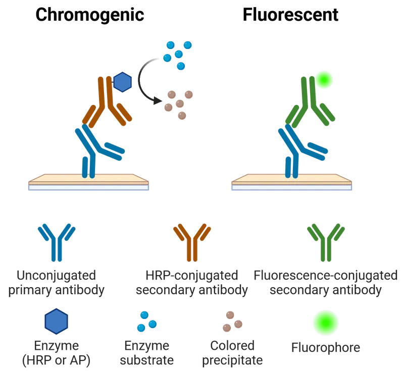 Immunohistochemistry: Chromogenic vs. Fluorescent Detection