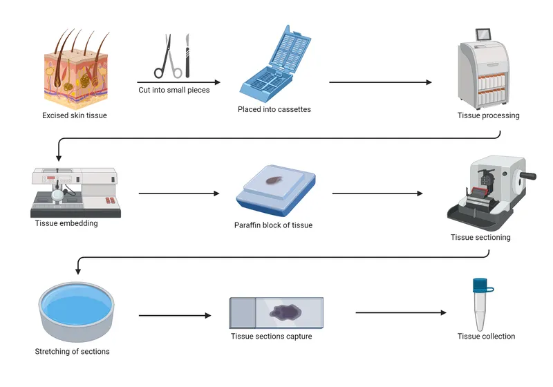 Tissue preparation steps for histology