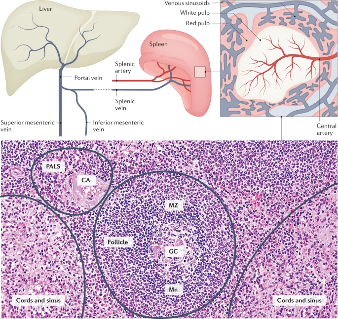 Spleen histology: white pulp and red pulp