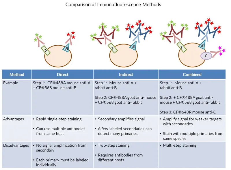 Immunofluorescence Methods Comparison