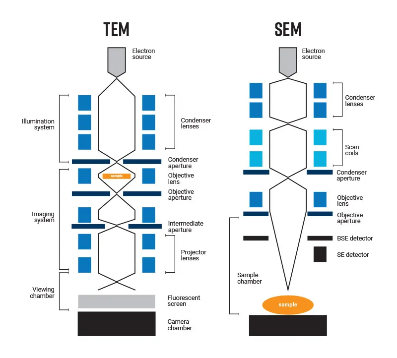 TEM vs. SEM: Principles and Components