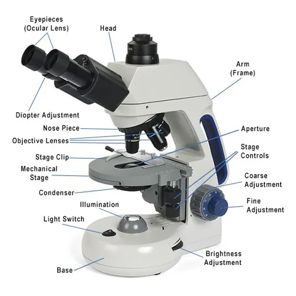 Labeled Diagram of a Compound Light Microscope