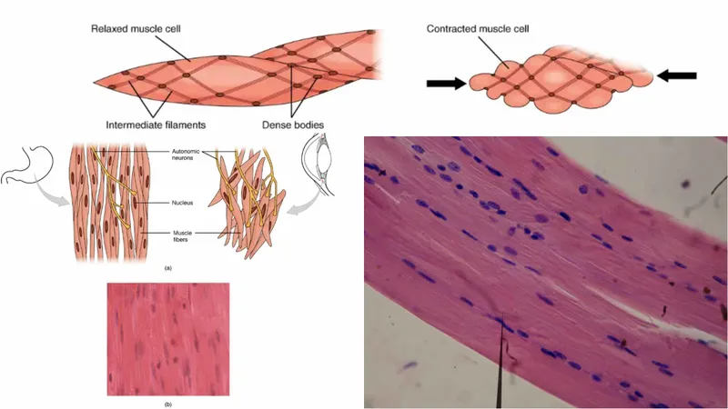 Smooth muscle histology and structure
