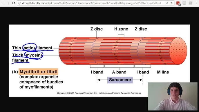 Sarcomere diagram with labeled bands and filaments