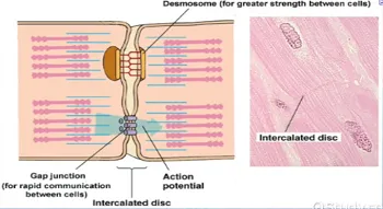 Cardiac muscle intercalated disc ultrastructure
