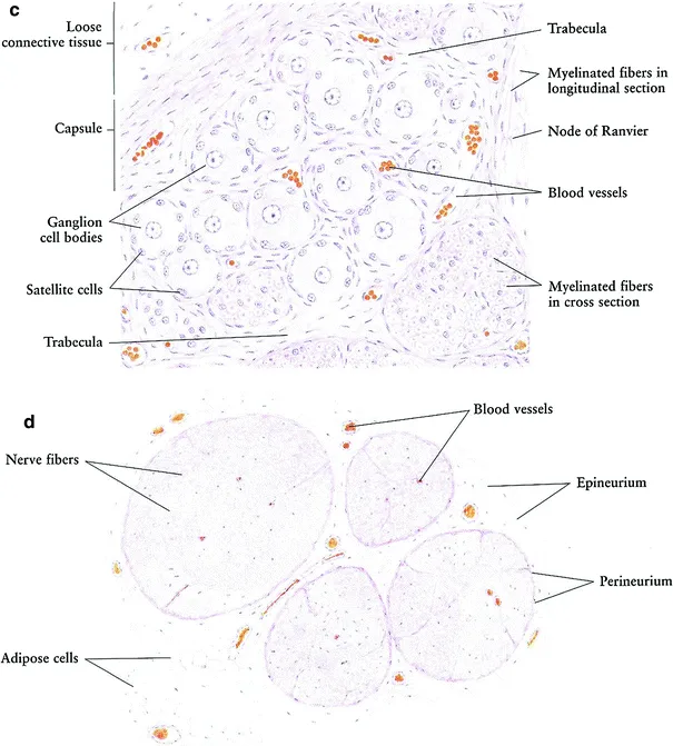 Myelinated Nerve Fiber: Cross-section & Longitudinal View